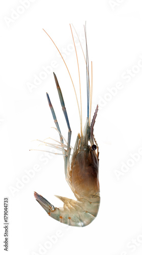 Shrimp isolated on white background