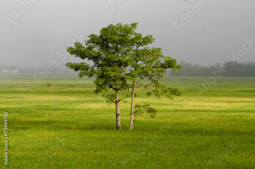 jusmin rice field with tree in foggy morning. photo