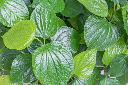 green leaf, Thai herb  Wildbetal Leafbush in garden photo