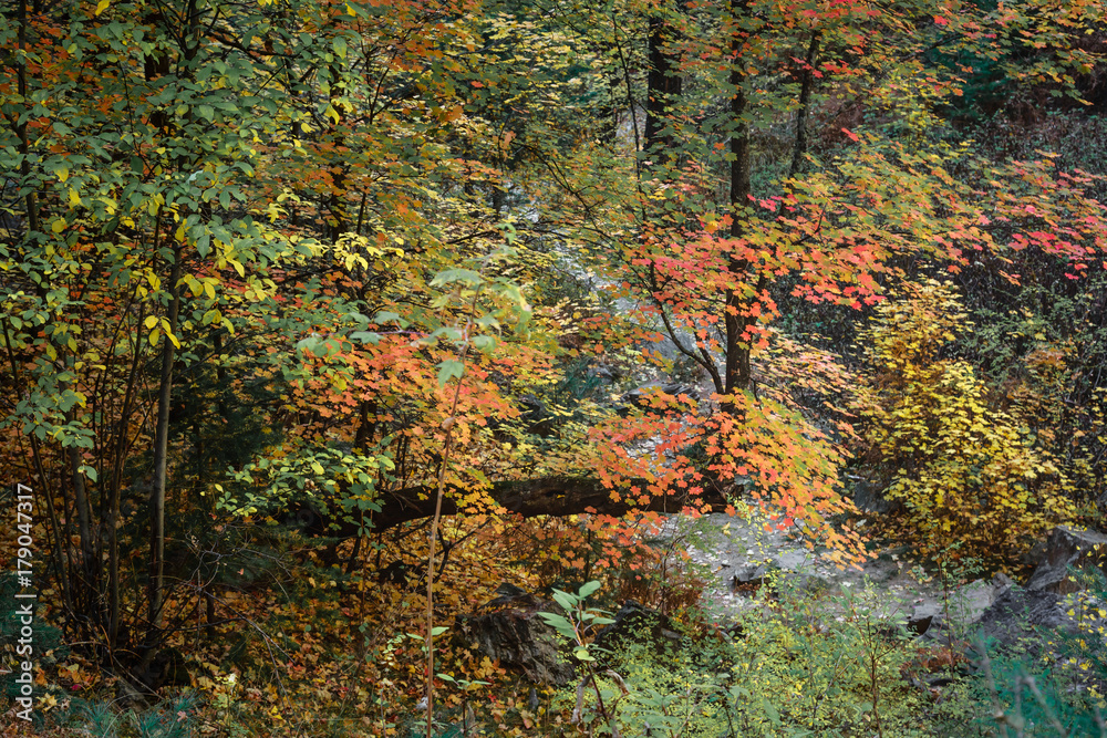 A forest path leads you through an explosion of Fall colors in Bear Wallow. Santa Catalina Mountains near Tucson, Arizona. A forest path leads you through an explosion of Fall colors in Bear Wallow. Santa Catalina Mountains near Tucson, Arizona.