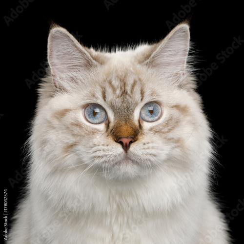Portrait of Neva Masquerade Cat with Blue Eyes, Isolated on Black Background