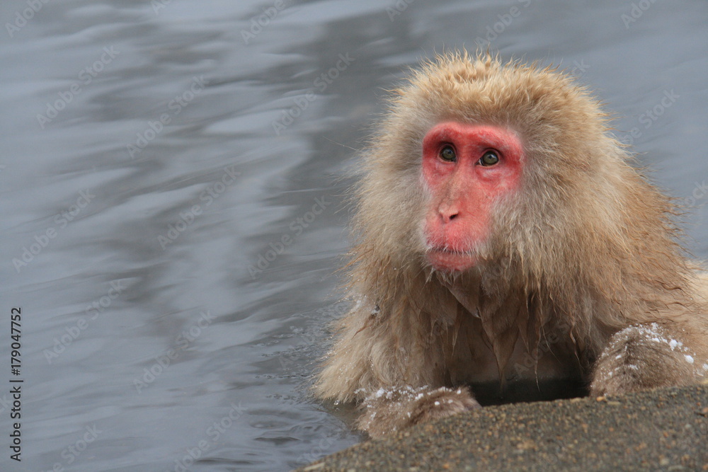 ニホンザル(snow monkey) ニホンザル(snow monkey)