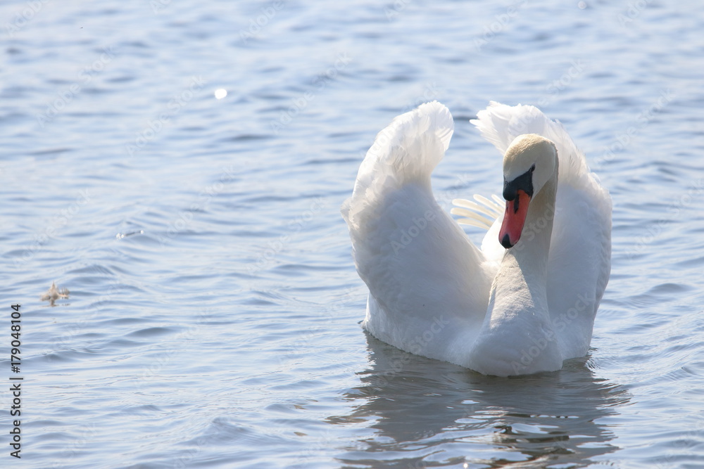 Obraz premium 白鳥（swan）