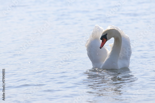           swan 
