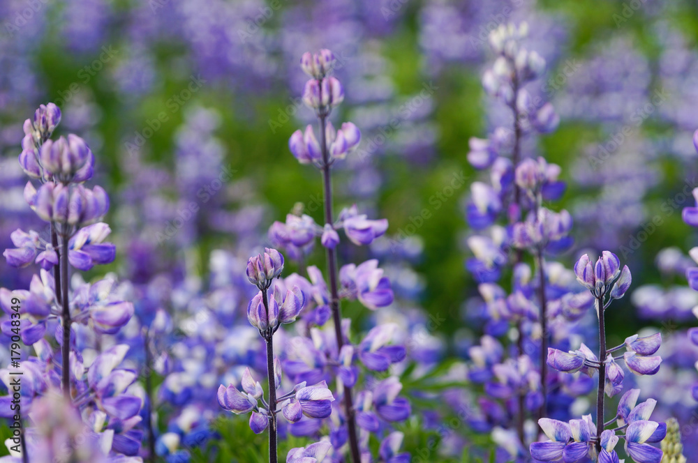 Naklejka premium Beautiful arctic lupines in Iceland
