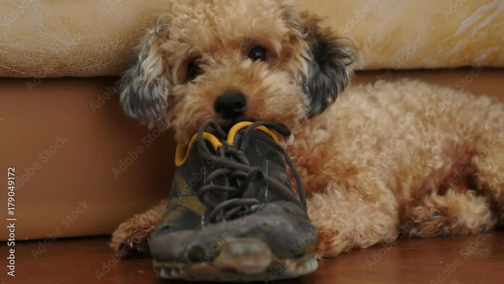  Naughty Poodle puppy chewing shoe on the wooden floor.