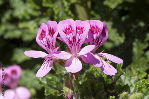 Fototapeta Naklejka Na Ścianę i Meble -  Pelargonium Quercifolium (Oak-leaved Geranium)