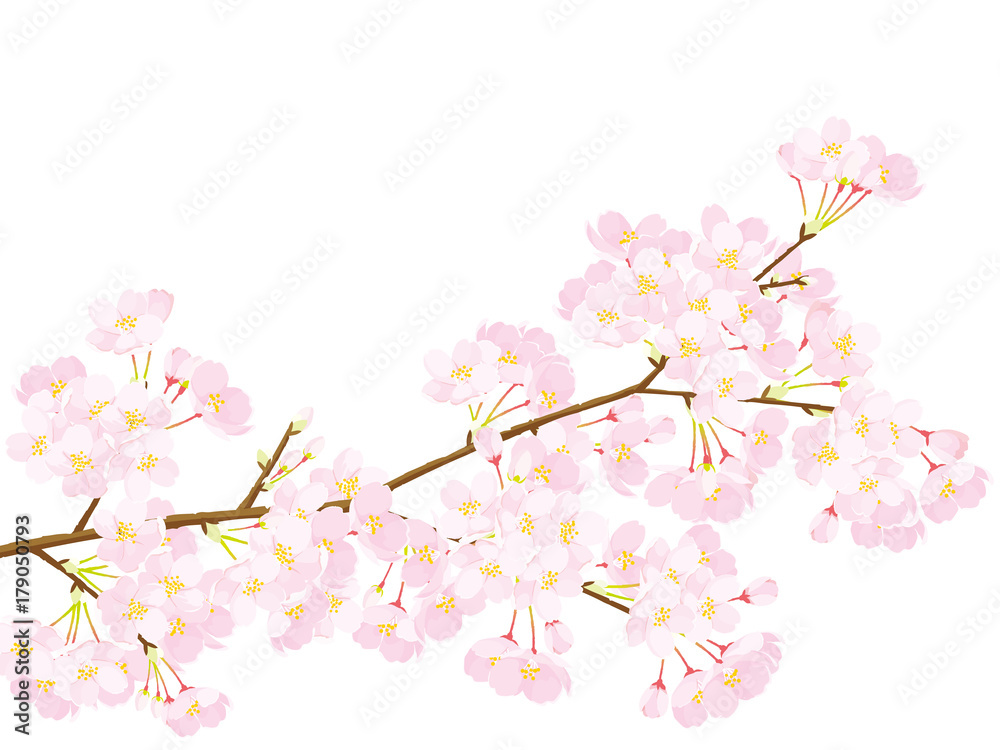 Fototapeta premium 桜 イラスト