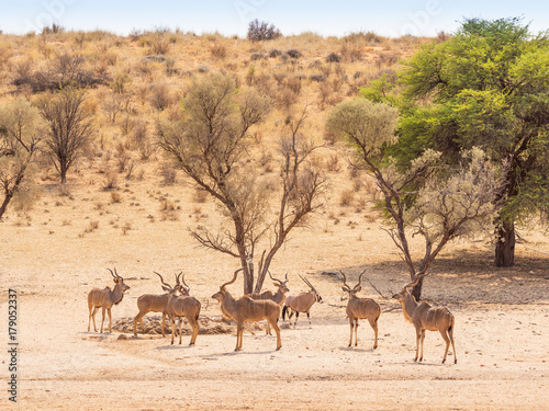 Bachelor Herd of Kudu