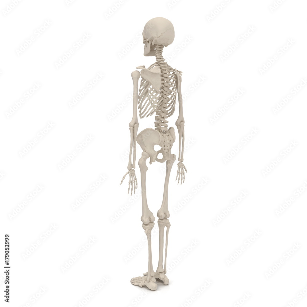 Human Male Skeleton standing pose on white. 3D illustration