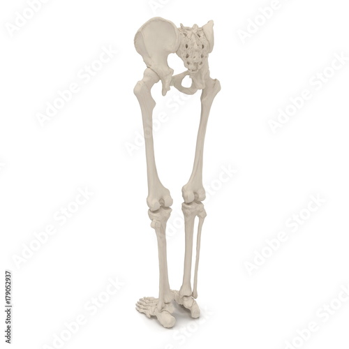 Male Lower Body Skeleton on white. 3D illustration