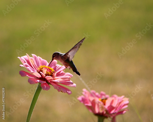 Hummingbird Drinking Nectar