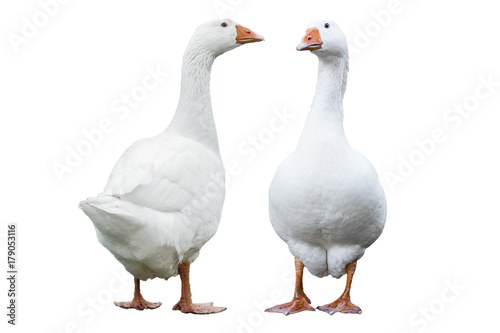Two geese isolated