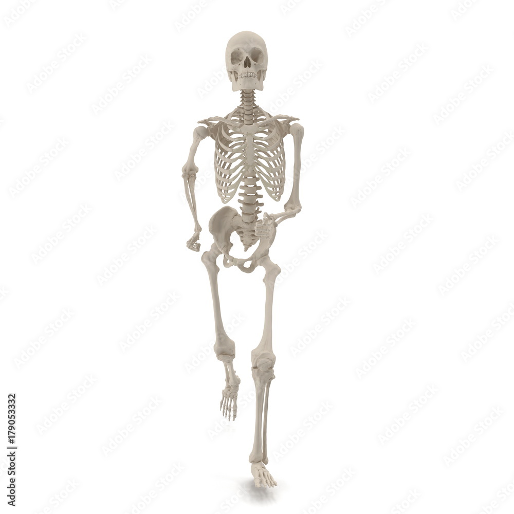 medical accurate male skeleton standing pose on white. 3D illustration