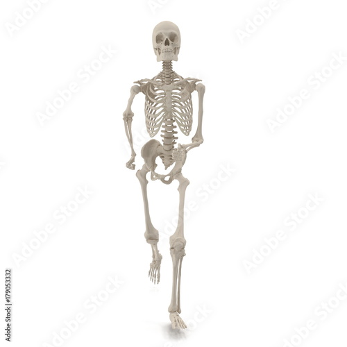 medical accurate male skeleton standing pose on white. 3D illustration © 2dmolier