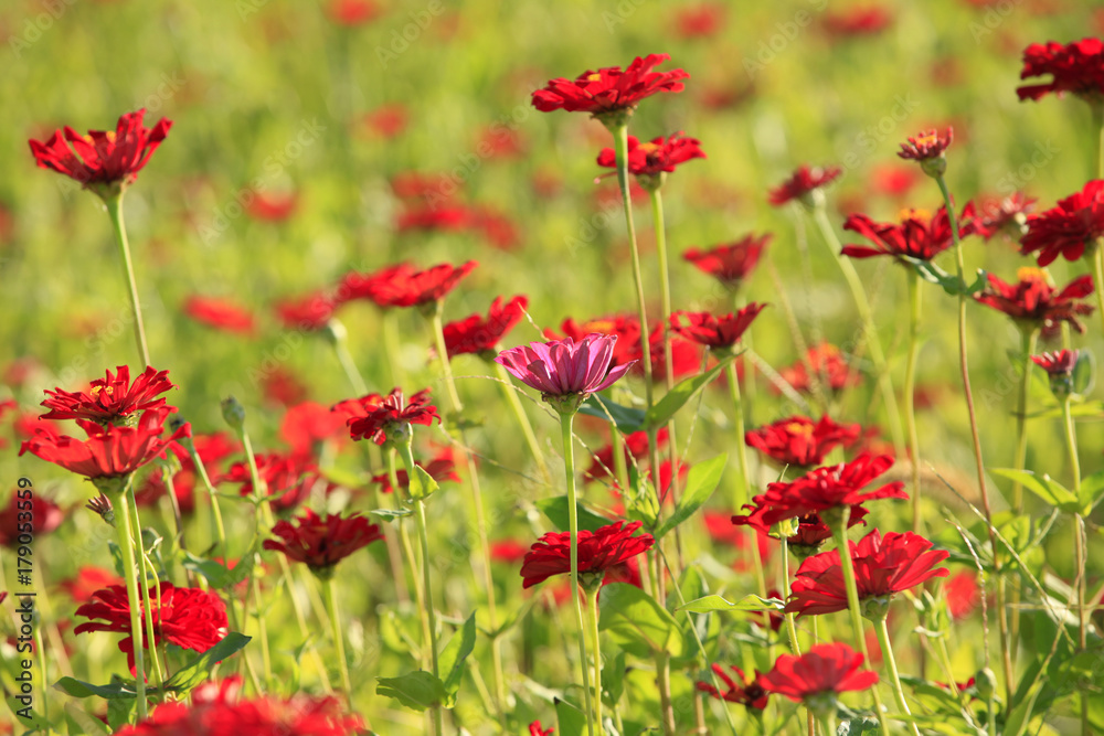 Obraz premium Daisy and gerbera