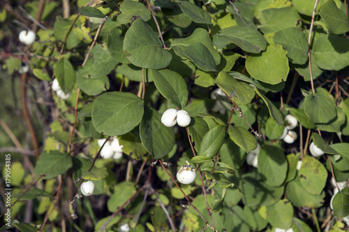 Symphoricarpos albus shrub with white berries in august, also known as snowberry, waxberry or ghostberry, popular ornamental shrub with white poisonous fruits in gardens photo