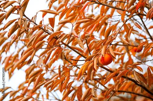Persimmon Tree