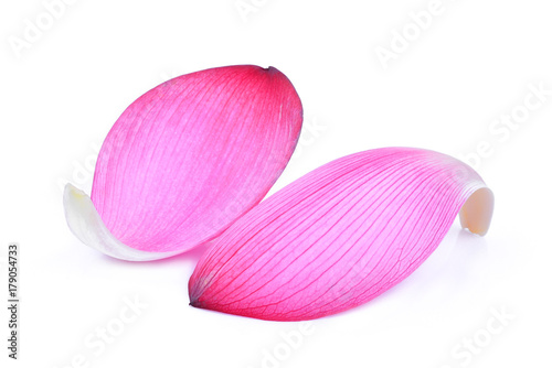 closeup of pink lotus petal isolated on white background