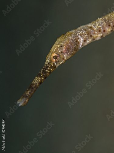 Seenadel, Long-nosed pipefish (Trachyrhamphus longirostris) photo