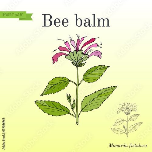 Wild bergamot or bee balm, aromatic and medicinal plant.