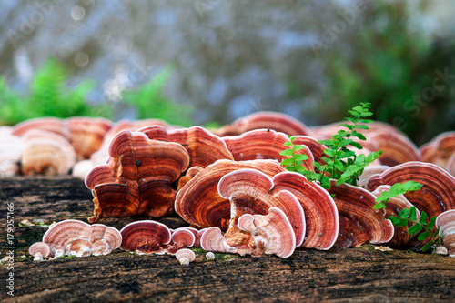 Ganoderma Lucidum Mushroom or Ling Zhi Mushroom on timber photo