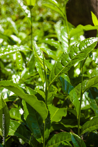 Macro tea leaf. Coonor, Nilgiri, India. Plantation. photo