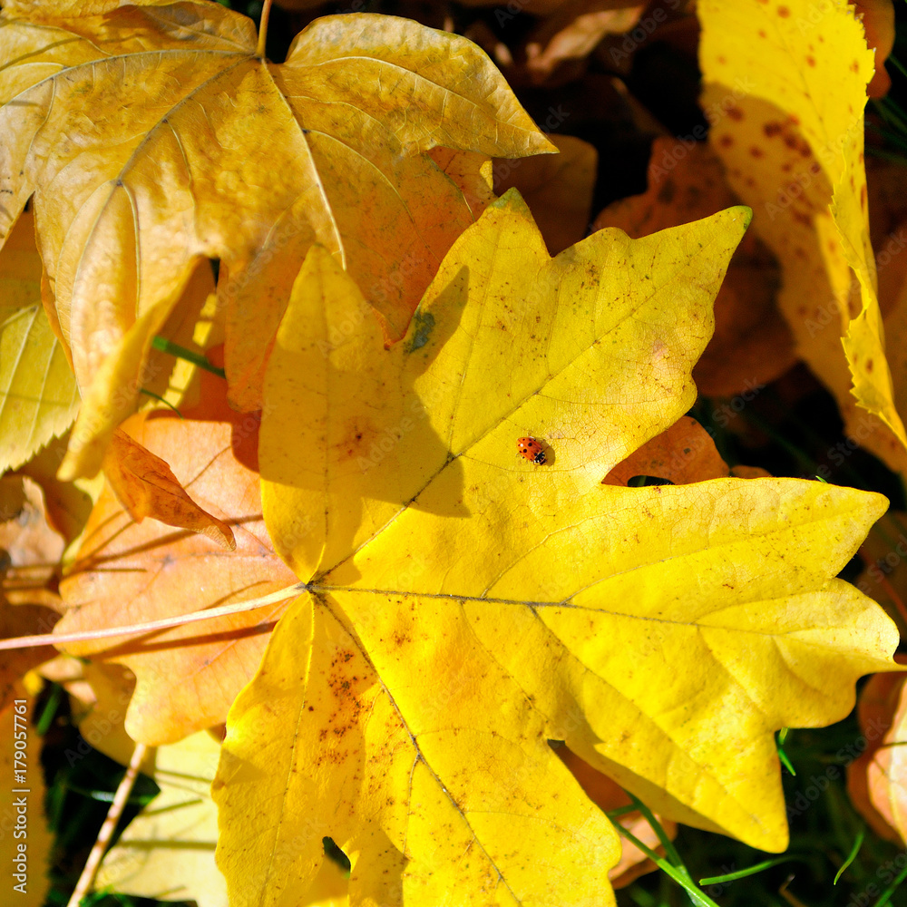 Autumn yellow leaves and ladybug on maple leaf. Autumn yellow leaves and ladybug on maple leaf.