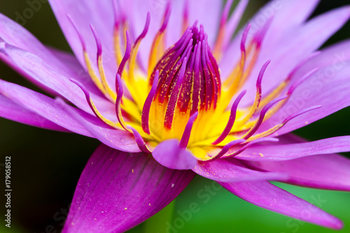 closeup beautiful Pink Lotus Flower.