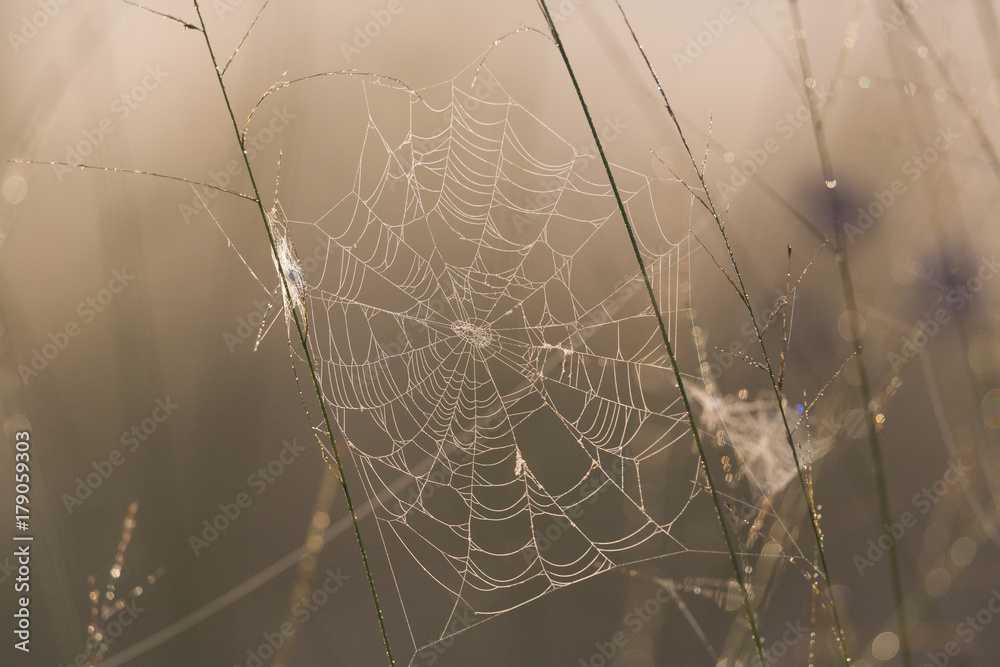 natural cobweb in morning light