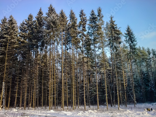 Attractive row of high pines on a winter sunny day. Forest landscape