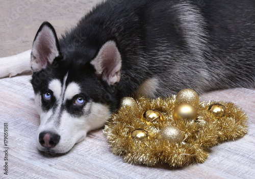 Siberian husky dog near the gift box, colorful balls and Christmas tree. photo