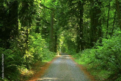 a picture of an Pacific Northwest forest trail