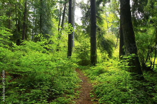 Obraz na płótnie a picture of an Pacific Northwest forest trail w salonie