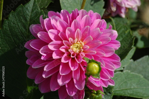 Flower at Bodnant Gardens, Wales, United Kingdom. photo