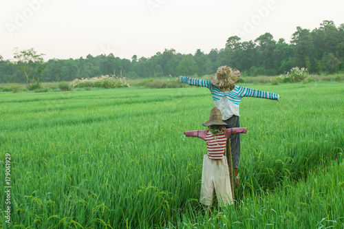 Scarecrow two standing in the rice paddies