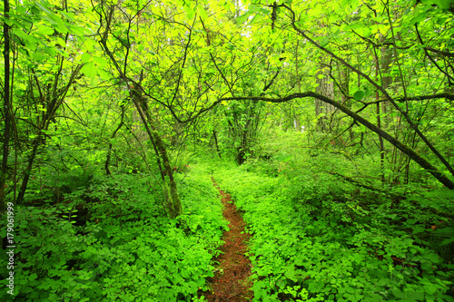 Fototapeta Naklejka Na Ścianę i Meble -  a picture of an Pacific Northwest forest trail