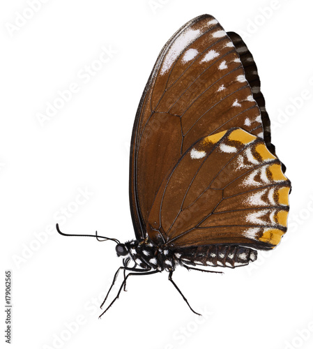 Isolated female common mime butterfly onwhite with photo