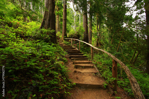 Fototapeta zdjęcie leśnego szlaku Pacific Northwest