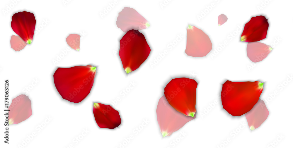 Set of Naturalistic Rose Petals on background. Vector Illustration. Set of Naturalistic Rose Petals on background. Vector Illustration.