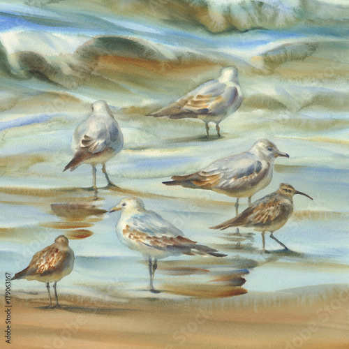 sea birds watercolor background