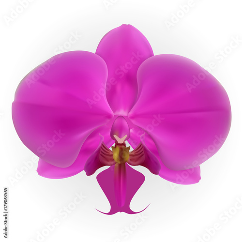 Colorful naturalistic orchid Isolated on White Background. Vector Illustration.