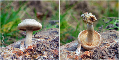 hebeloma snapizans mushroom photo