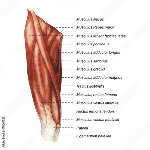 Oberschenkel Muskulatur frontal medial lateral anterior Latein Femur - Lithografie Zeichnung Vektor handgezeichnet Grafik photo