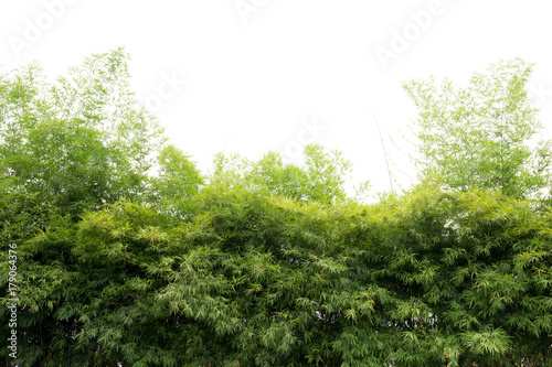 Natural green bamboo forest landscape    isolated