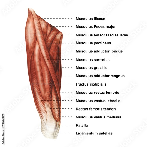 Oberschenkel Muskulatur frontal medial lateral anterior Latein Femur - Lithografie Zeichnung Vektor handgezeichnet Grafik