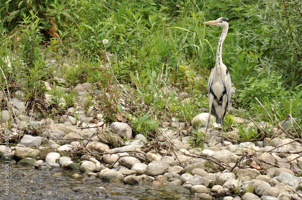 Lambro Stock-Foto | Adobe Stock