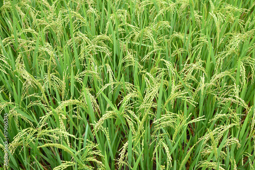 Close up green rice.