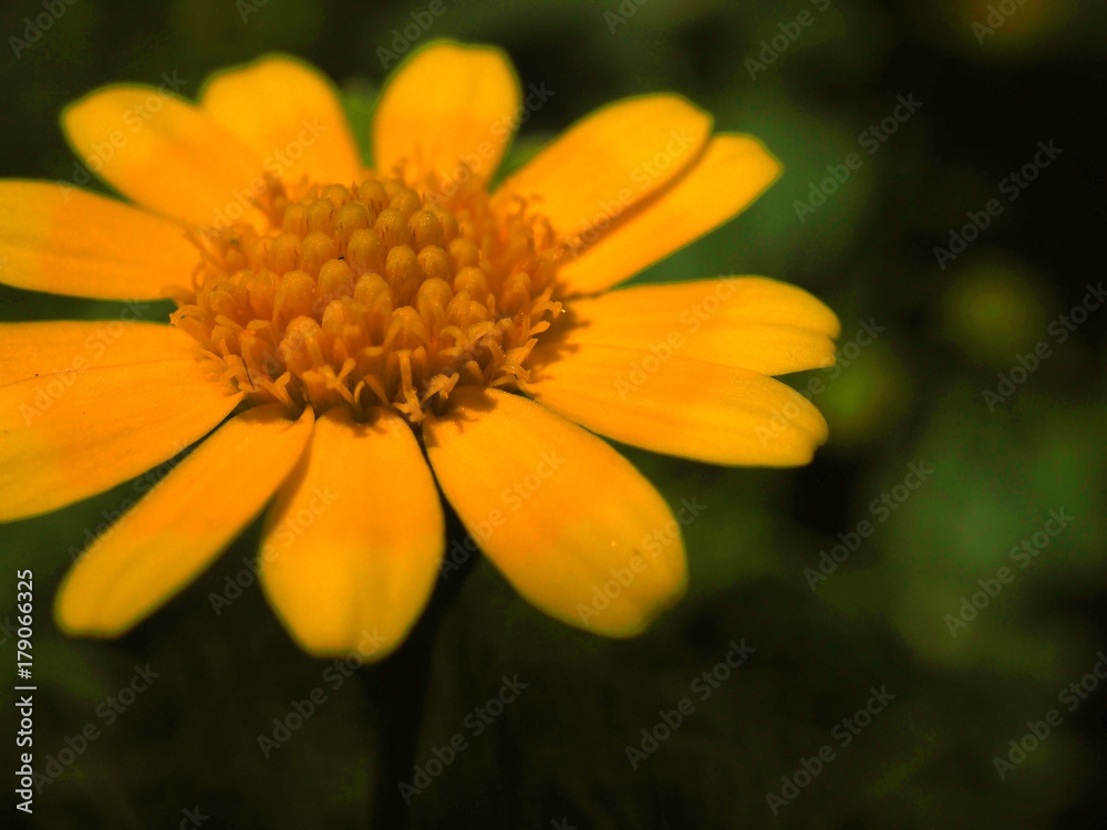 Macro close up blurred perspective of retro sepia shade yellow Bay Biscayne Creeping Oxeye or Singapore Daisy (Sphagneticola trilobata) flower pollen, with stem, and dark green leaf field background Macro close up blurred perspective of retro sepia shade yellow Bay Biscayne Creeping Oxeye or Singapore Daisy (Sphagneticola trilobata) flower pollen, with stem, and dark green leaf field background