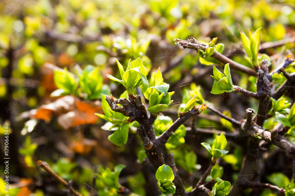 Fototapeta premium Green spring buds on the bushes